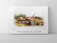 
              John Woodhouse Audubon - Missouri Mouse (Mus missouriensis) from the viviparous quadrupeds of North America (1845)
            
