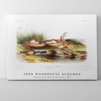 John Woodhouse Audubon - Missouri Mouse (Mus missouriensis) from the viviparous quadrupeds of North America (1845)