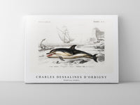 
              Charles Dessalines D'Orbigny - Delphinus delphis
            