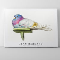 Jean Bernard - Pigeon sitting on a shelf (1802)