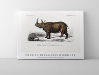 
              Charles Dessalines D'Orbigny - Indian rhinoceros (Rhinoceros unicornis)
            
