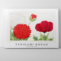 Tanigami Konan - Vintage poppy flower