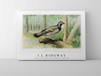 
              J L Ridgway - Spruce Grouse (Dendracapus Canadensis) 1859-1947
            