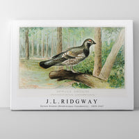 J L Ridgway - Spruce Grouse (Dendracapus Canadensis) 1859-1947