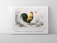 
              Charles Dessalines D'Orbigny - Cock illustrated
            
