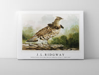 
              J L Ridgway - Ruffed Grouse Partridge [Bonasa Umbellus (Linn.) 1859-1947
            
