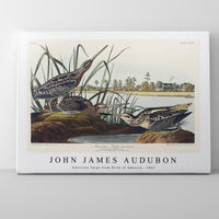 John James Audubon - American Snipe from Birds of America (1827)