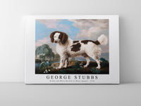 
              George Stubbs - Brown and White Norfolk or Water Spaniel 1778
            