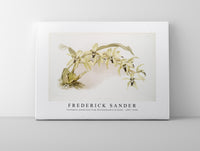 
              Frederick Sander - Coelogyne pandurata from Reichenbachia Orchids-1847-1920
            