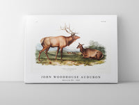 
              John Woodhouse Audubon - American Elk (Cervus Canadensis) from the viviparous quadrupeds of North America (1845)
            