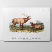 John Woodhouse Audubon - American Elk (Cervus Canadensis) from the viviparous quadrupeds of North America (1845)