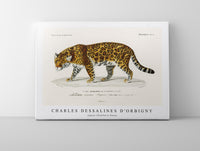 
              Charles Dessalines D'Orbigny - Jaguar (Panthera Onca)
            