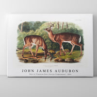 John James Audubon - Deer or Virginian Deer (Cervus Virginianus)(1845)