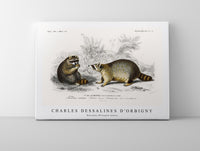 
              Charles Dessalines D'Orbigny - Raccoon (Procyon lotor)
            