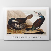 John James Audubon - Common Cormorant from Birds of America (1827)