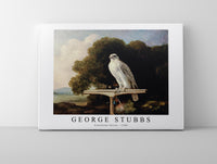 
              George Stubbs - Greenland Falcon 1780
            