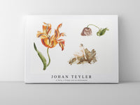 
              Johan Teyler - A Tulip, a Poppy and an Andromeda
            