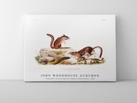 
              John Woodhouse Audubon - Townsend's Ground Squirrel (Tamias Townsendii) from the viviparous quadrupeds of North America (1845)
            