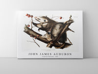 
              John James Audubon - Virginian Opossum
            