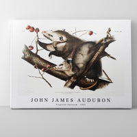 John James Audubon - Virginian Opossum