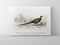 
              Charles Dessalines D'Orbigny - Ring-neckrd pheasant (Phasianus colchicus)
            