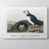 John James Audubon - Puffin from Birds of America (1827)