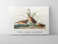 
              John James Audubon - Virginia Rail from Birds of America (1827)
            