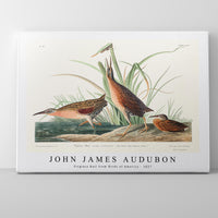 John James Audubon - Virginia Rail from Birds of America (1827)