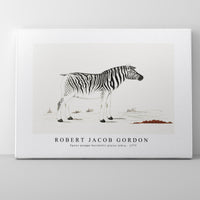 Robert Jacob Gordon - Equus quagga burchellii plains zebra (ca.1777)