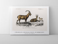 
              Charles Dessalines D'Orbigny - Wild goat (Capra Agagrus)
            