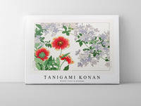 
              Tanigami Konan - Blanket flower & plumbago
            