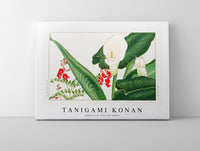 
              Tanigami Konan - Lathyrus & calla lily flower
            