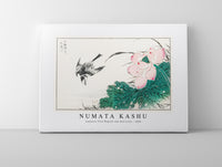 
              Numata Kashu - Japanese Pied Wagtail and Red Lotus illustration from Pictorial Monograph of Birds (1885)
            