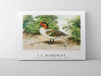 
              J L Ridgway - Green–Winged Teal (Anas Carolinensis, Gmel) 1859-1947
            
