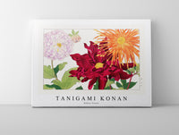
              Tanigami konan - Dahlia flower
            