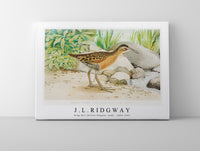 
              J L Ridgway - King Rail (Rallus Elegans, Aud) 1859-1947
            