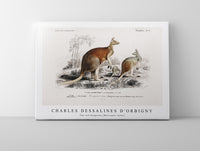 
              Charles Dessalines D'Orbigny - The red kangaroo (Macropus rufus)
            