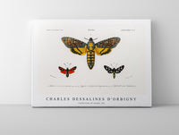 
              Charles Dessalines D'Orbigny - Collection of moths (2)
            