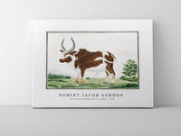 
              Robert Jacob Gordon - Bos taurus Namaqua Ox or “nomgo” (1778)
            