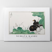 Numata Kashu - Coot and Lotus illustration from Pictorial Monograph of Birds (1885)