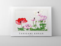 
              Tanigami Konan - Poppy flower
            