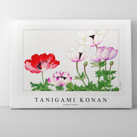 Tanigami Konan - Poppy flower