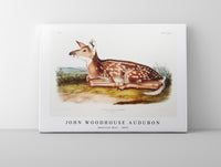 
              John Woodhouse Audubon - American Deer (Cervus Virginianus) from the viviparous quadrupeds of North America (1845)
            