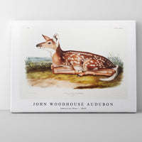 John Woodhouse Audubon - American Deer (Cervus Virginianus) from the viviparous quadrupeds of North America (1845)
