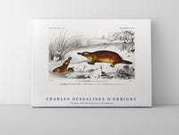 
              Charles Dessalines D'Orbigny - Platypus (Ornithorhynchus Paradoxus)
            