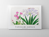 
              Tanigami konan - Agaranthus flower
            