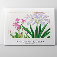 Tanigami konan - Agaranthus flower
