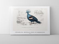 
              Charles Dessalines D'Orbigny - Goura
            