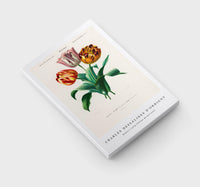 
              Charles Dessalines D'Orbigny - Didier's tulip (Tulipa gesneriana)
            