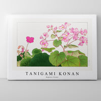 Tanigami Konan - Begonia flower